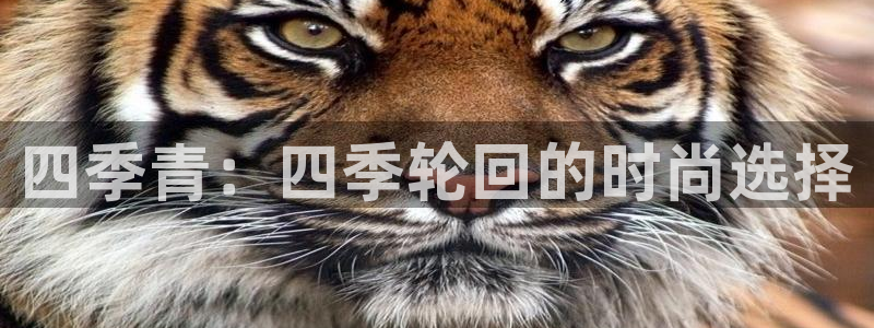 开丰娱乐左7O667